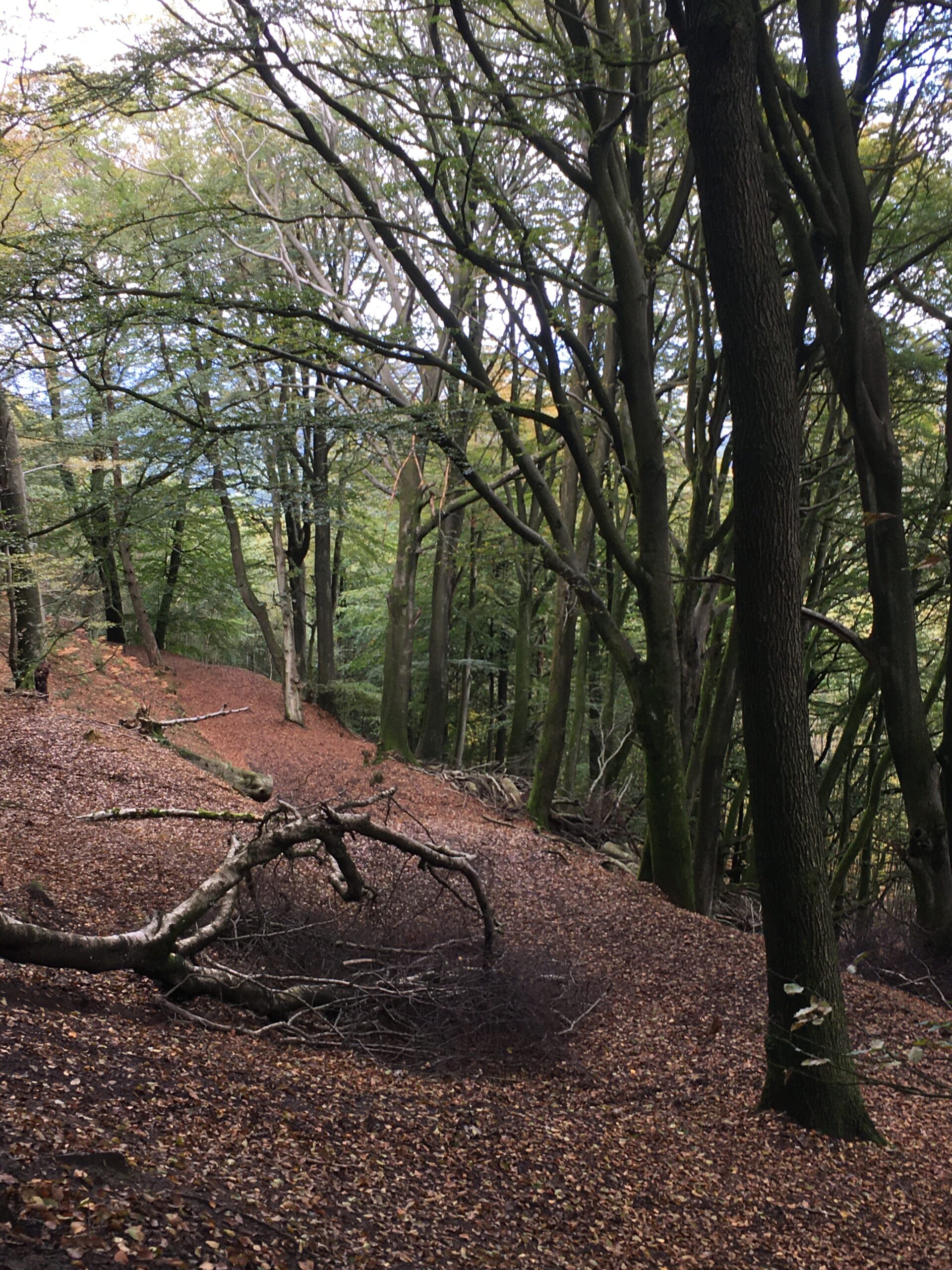 A walk in 'Temple of the Winds' walk in Surrey.