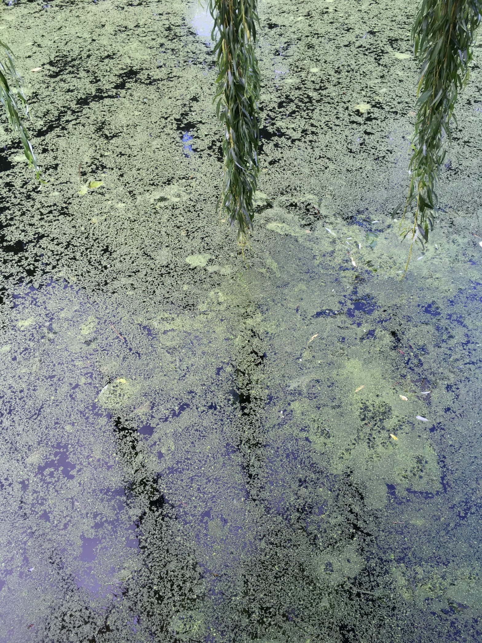 The water in the canals of East London